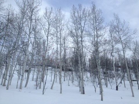 View from my bathroom last week.  For real.